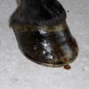 Hoof Pro - Image 3